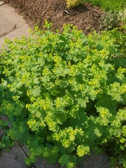 Alchemilla mollis