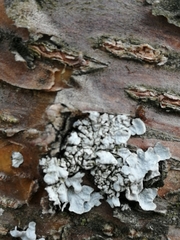 Parmelia sulcata