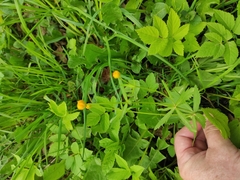 Ranunculus cassubicus