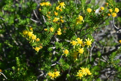 Euryops nodosus