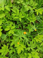 Ranunculus cassubicus