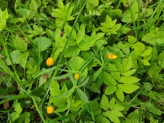 Ranunculus cassubicus