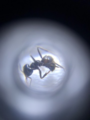 Dendrolasius