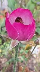 Ranunculus asiaticus