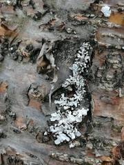 Parmelia sulcata