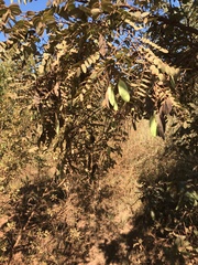 Dalbergia miscolobium