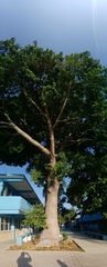 Ceiba pentandra