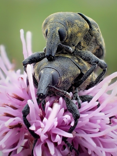 Turbine Cylindrical Weevil, photo 2 of 10