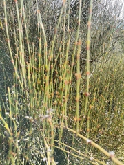 Ephedra americana