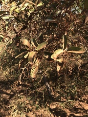 Davilla elliptica