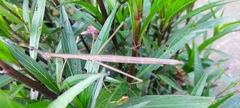 Proscopiidae