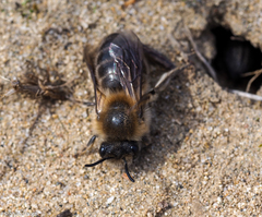 Colletes cunicularius