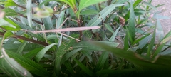 Proscopiidae