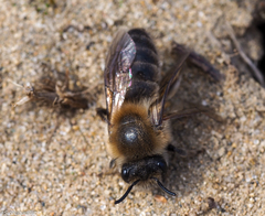 Colletes cunicularius