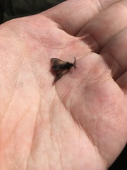 Phalacropterix graslinella