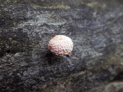 Rhodotus palmatus
