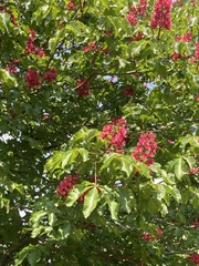 Aesculus × carnea