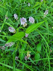 Orbexilum pedunculatum