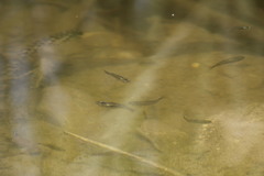 Poecilia mexicana