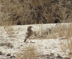 Ammomanes cinctura