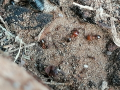 Pheidole megacephala