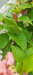 Steirodon