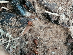 Pheidole megacephala