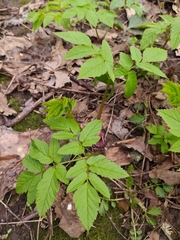 Aegopodium podagraria