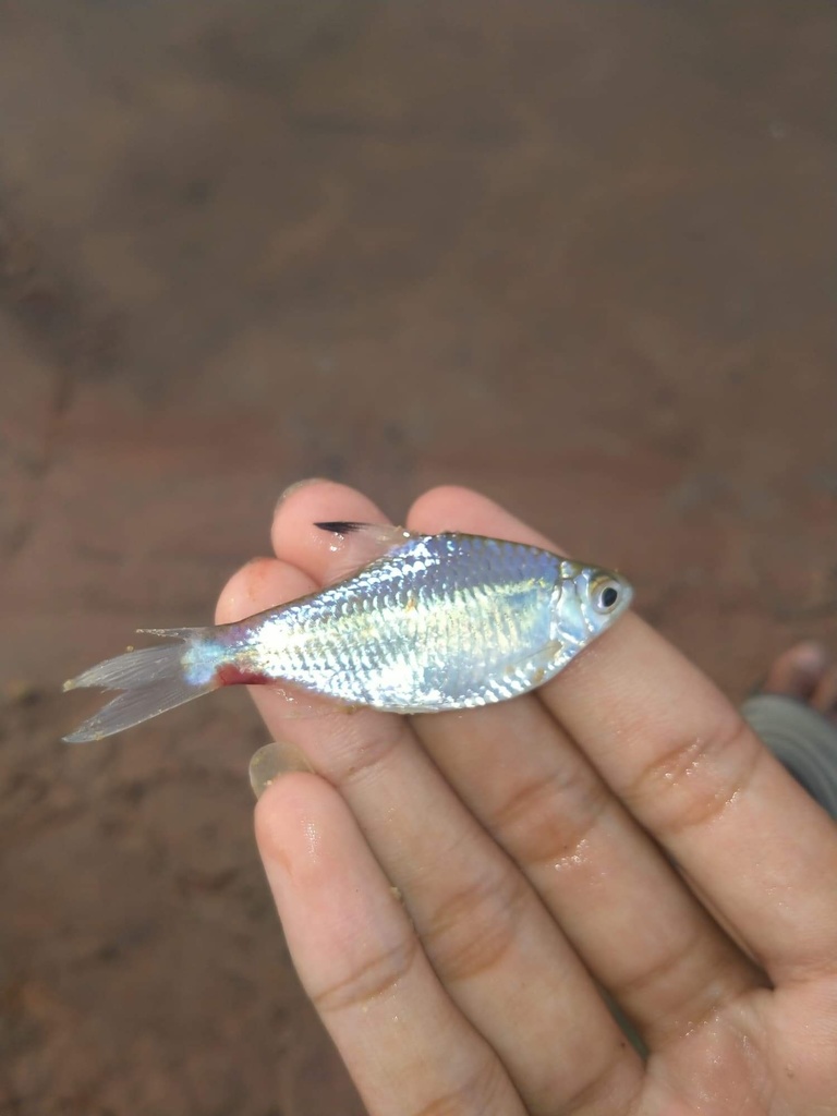 Spinytooth barb (Mystacoleucus ectypus) — Cyprinidae