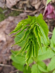 Aegopodium podagraria