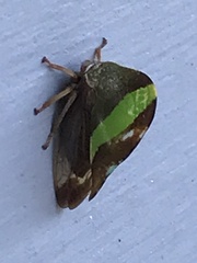 Smilia camelus