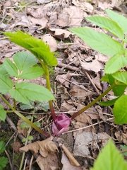 Aegopodium podagraria