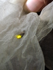 Abscondita cerata
