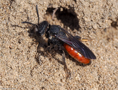 Sphecodes albilabris