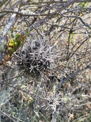Tillandsia capillaris