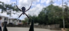 Argiope argentata