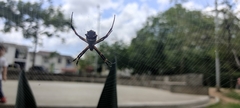 Argiope argentata
