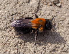 Andrena thoracica