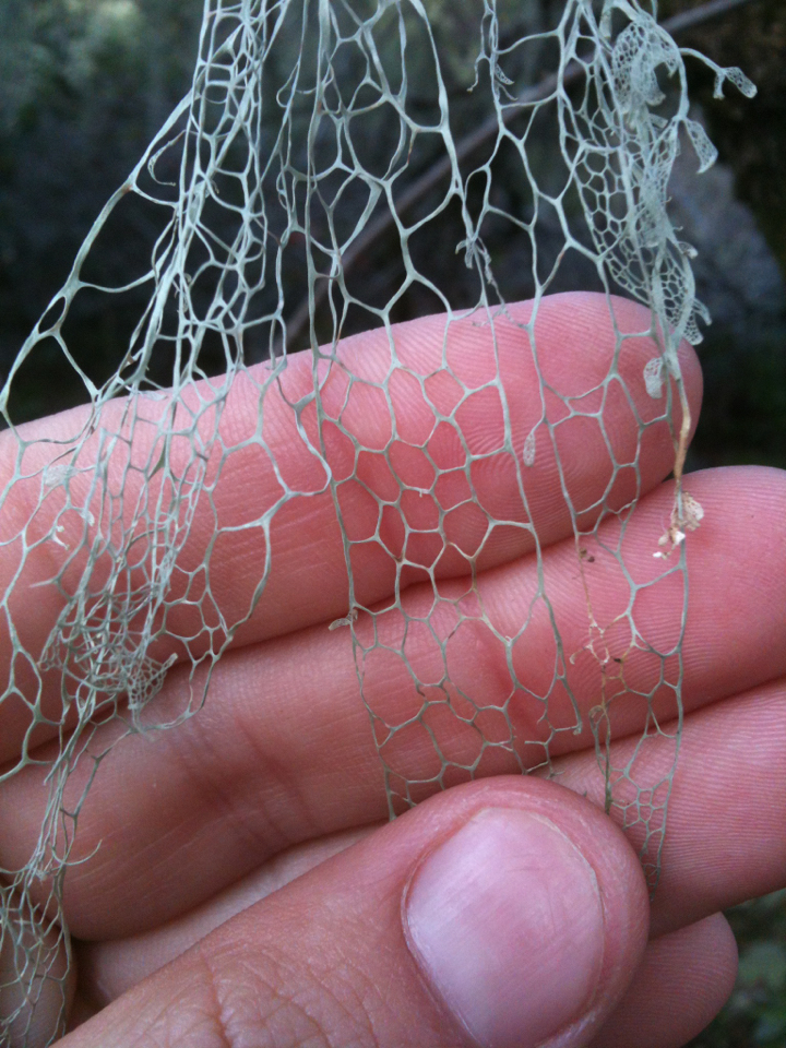 Ramalina menziesii image