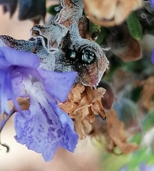 Heliophanus capensis