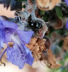 Heliophanus capensis