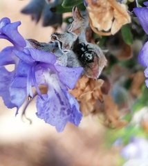 Heliophanus capensis