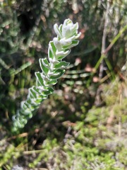 Senecio pauciflosculosus