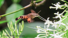 Macroglossum passalus