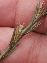 Lolium rigidum