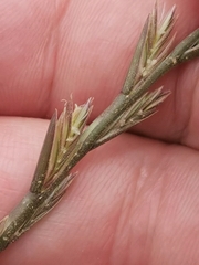 Lolium rigidum