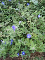 Evolvulus glomeratus