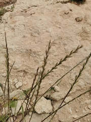 Lolium rigidum