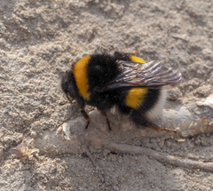 Bombus lucorum