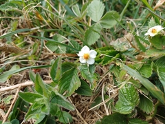 Potentilla sterilis
